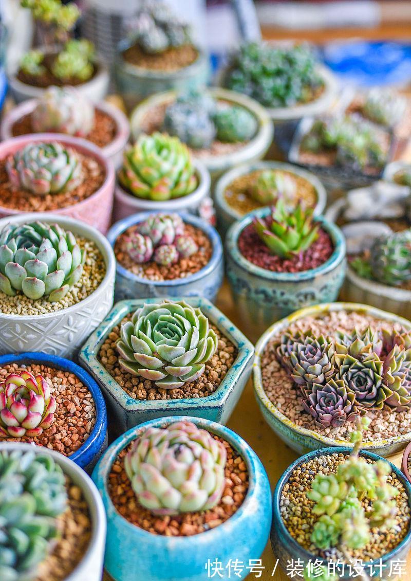 养殖|多肉花盆怎么选?使用3种花盆,加上正确养护,更容易养出好状态
