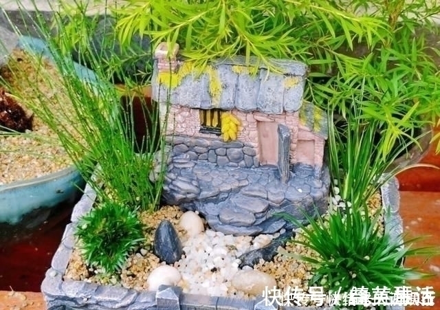 盆景|用石头盘子来养花,变成小盆景,价值能翻好几倍