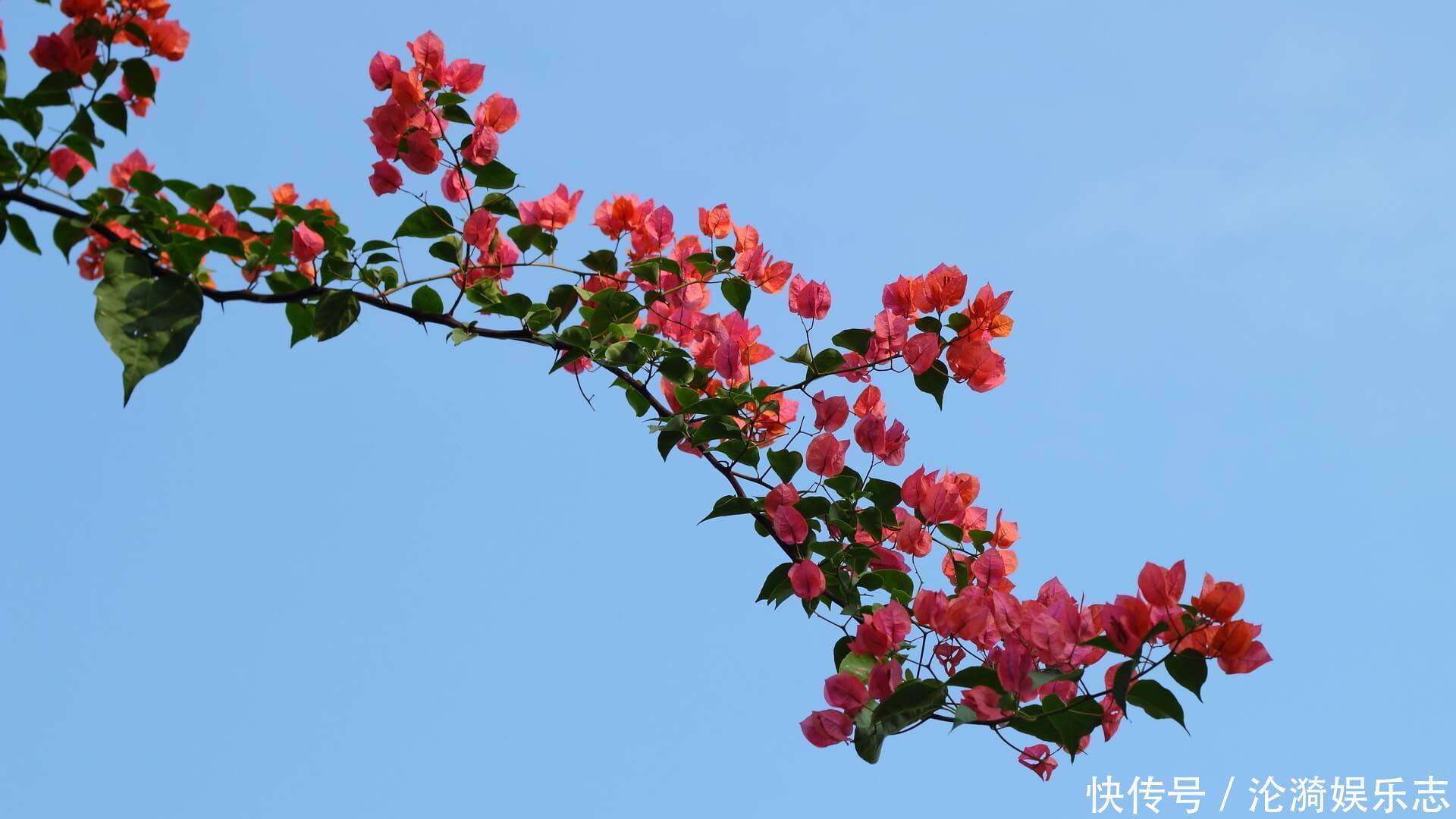 啤酒水|三角梅能开多少花一年只能开一次不，好好呵护它，总是开花