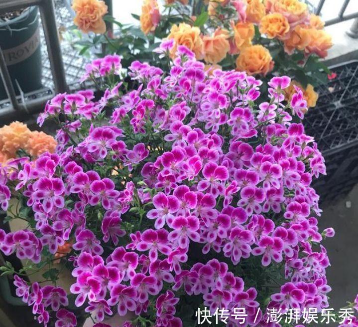 丽格海棠|4种花养了就爆盆，好养易活开花漂亮，日子越过越红火