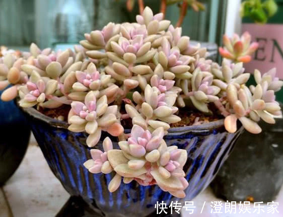 生活环境|3种多肉漂亮又好养,扔盆里不用管都能长爆盆,懒人新手都能养好