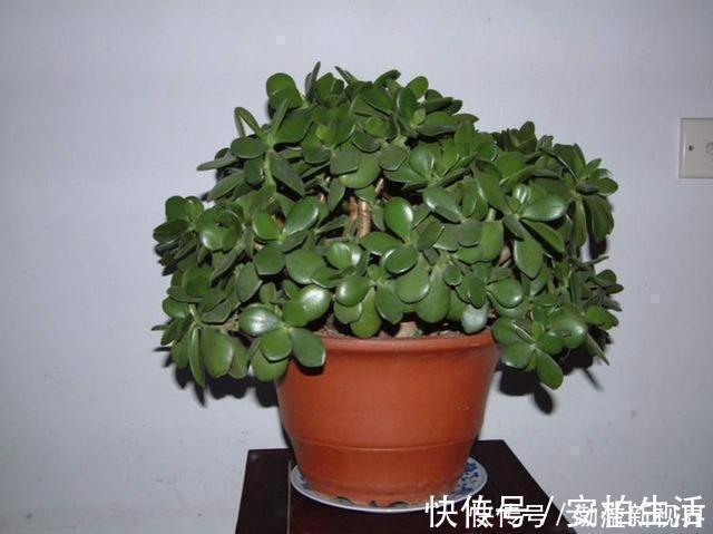 浇水|玉树这么养，轻松变“老桩”，价格翻倍，玉树临风，花开不败