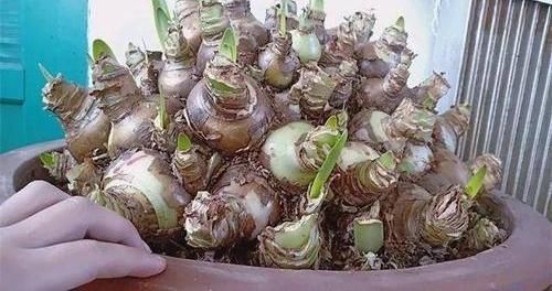 朱顶红养成古董,养了10多年,一盆50个球,水缸都长满了