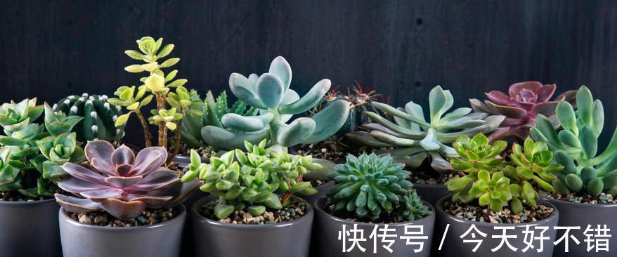 多肉植物休眠期判断及护理办法,你都Get到了吗,控水通风是关键