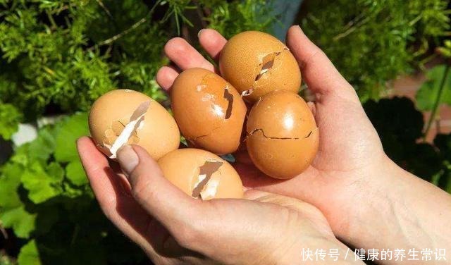 鸡蛋壳如何变成养花肥料,只需要两个步骤,就能轻松种植!