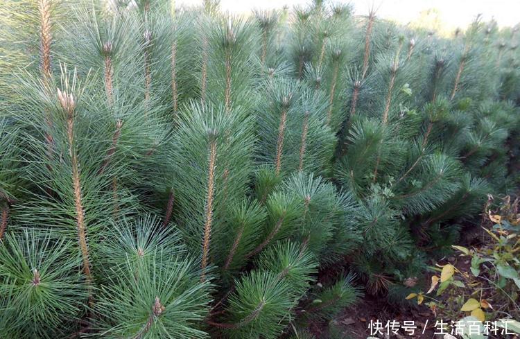 有名|罗汉松与黑松是有名的观赏绿植,长得像名字像,怎么区分怎么养护