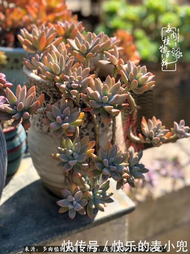 多肉,一位来自神奇大自然的良师益友!