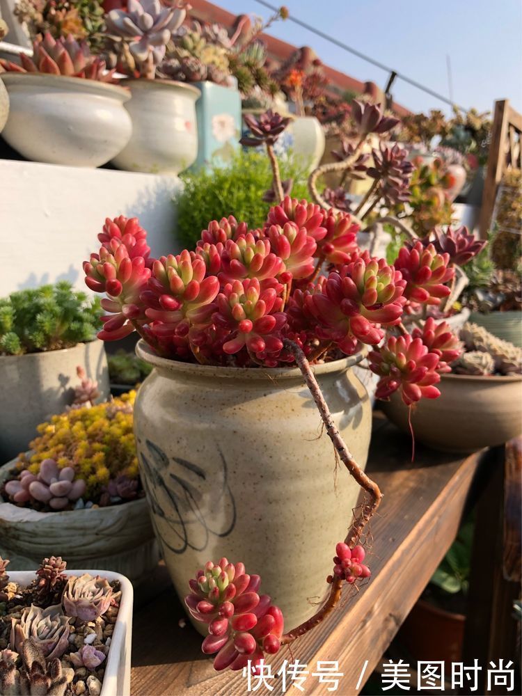 阳台|DIY改造17㎡屋顶花园,忙得不亦乐乎,在喧嚣城市打造一隅静谧