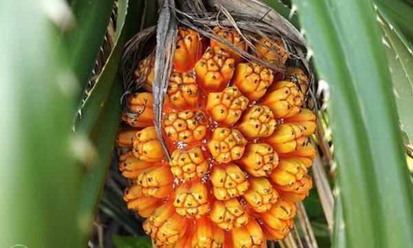 露兜树|南方这种水果,酷似菠萝,味甜多汁,营养价值高,少有人吃过