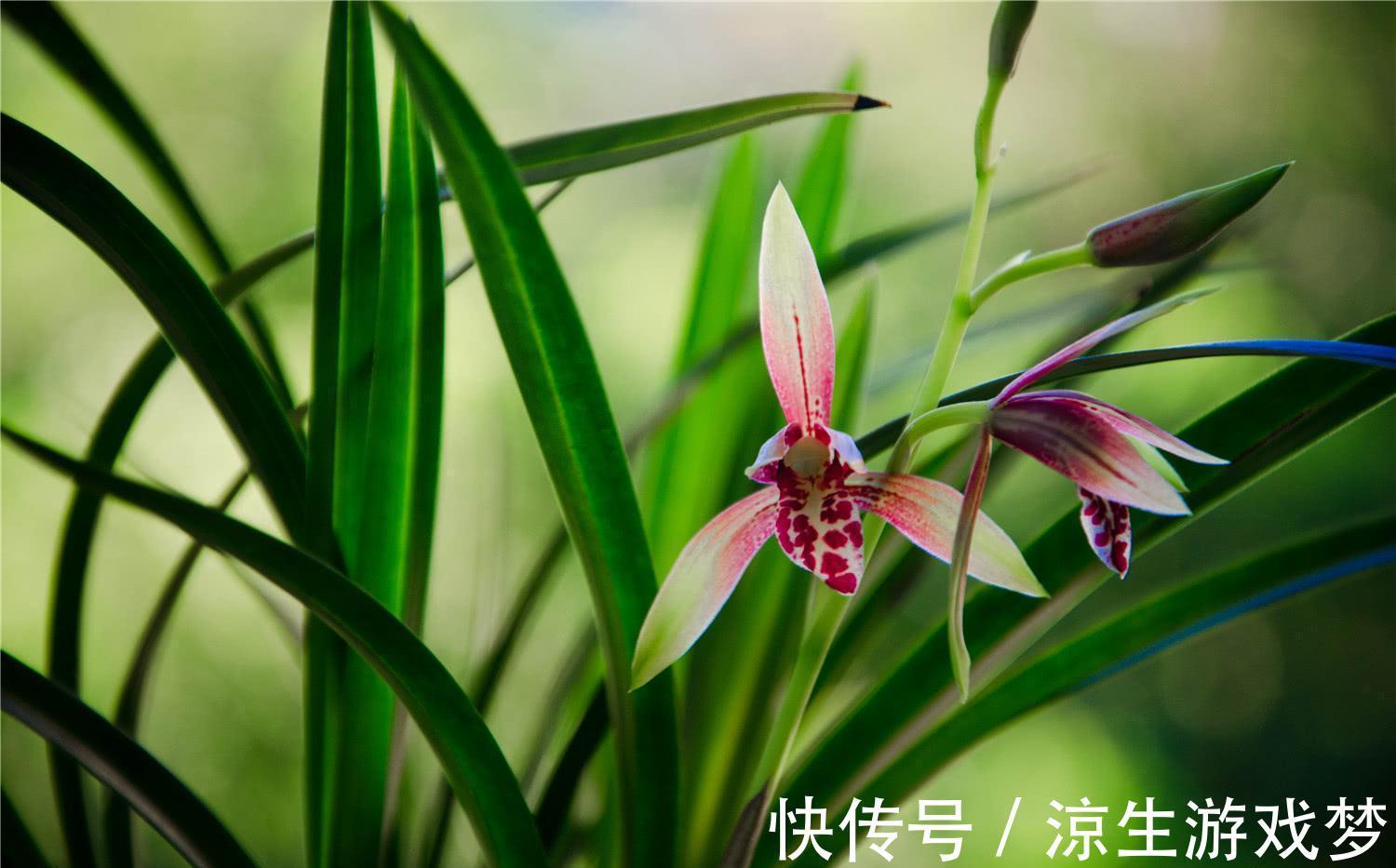 兰花怎么样养护更好,需要注意什么