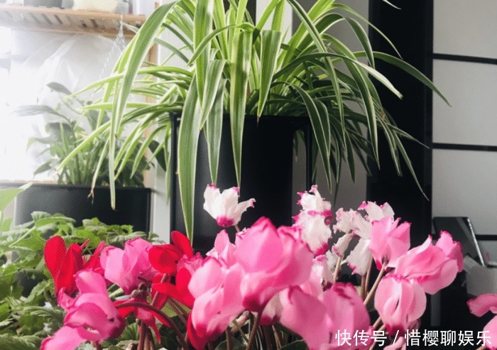 家里有此7种花,少浇水不能晒,天热要休眠早看早知道