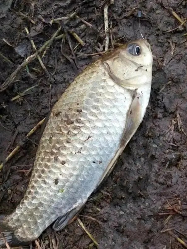 在饵料中加点“这个”,连杆大板鲫很轻松,一般人我不告诉他!