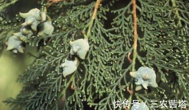 白发|农村一种野生“乌发”植物，熬水洗头摆脱白发脱发，遇到请珍惜！