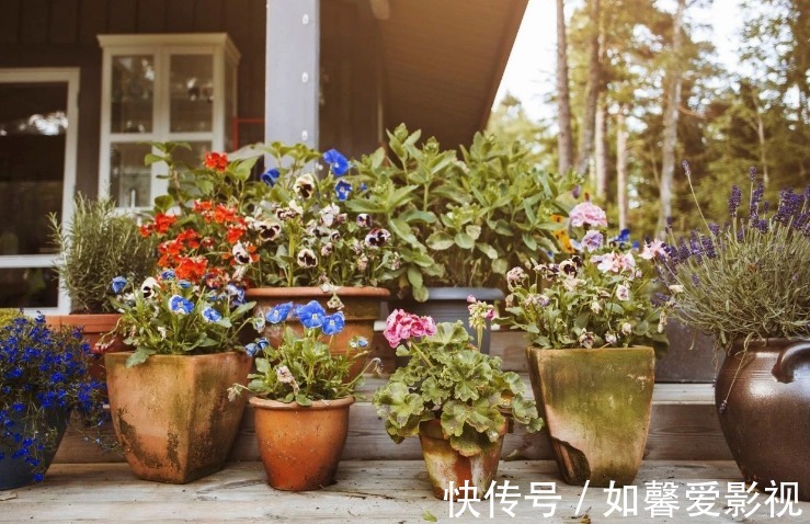 花卉|家庭盆栽花草，摆放、搭配方面该注意什么？有什么讲究？