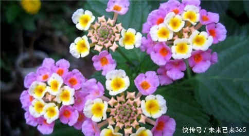 喜欢养护花卉，就在室内养护“五颜六色”的花卉，花期长，花量大