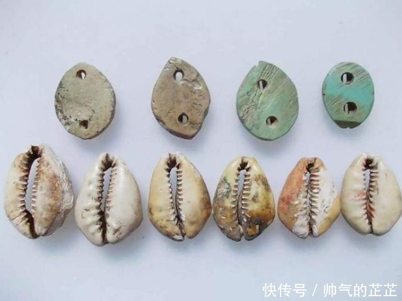 货币|古代贝壳当货币，为什么穷人不去多捡点，让自己变得富有