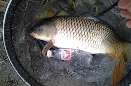 橡皮筋|农村大爷制作特殊味道的臭谷子,钓大鲤鱼一拉一个准,配方公开!