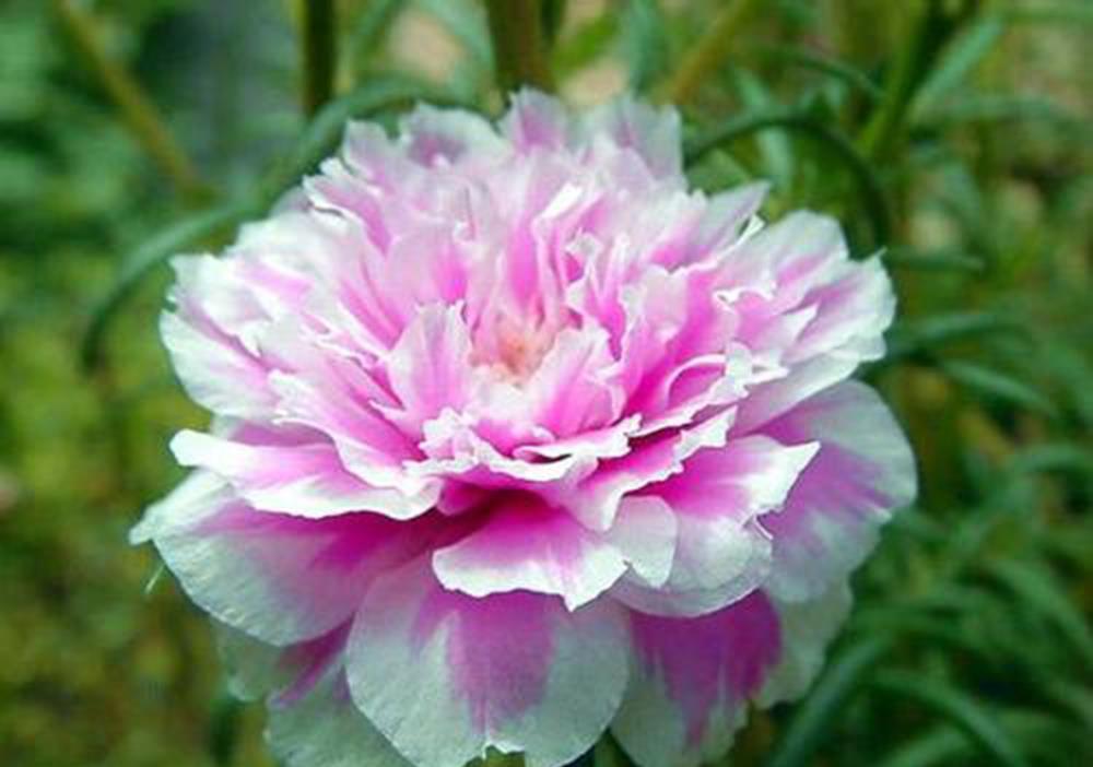 开成“红毯”的4种花,撒把种子开花十几年,邻居见了都眼馋