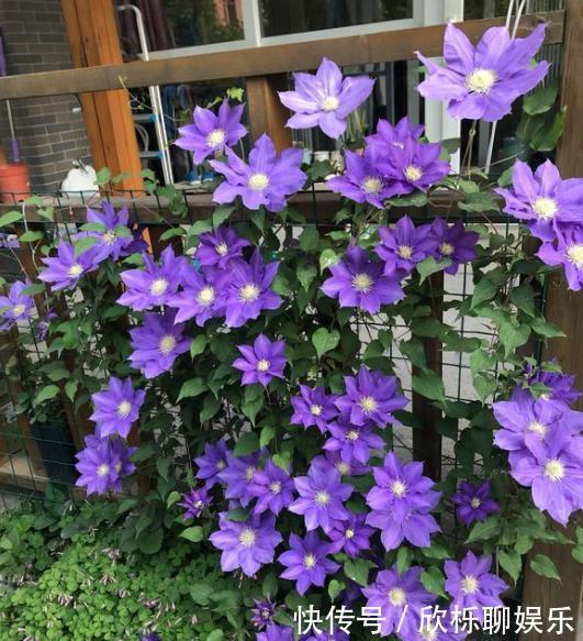 铁线莲|家里有小院,种上爬藤花,爬上墙爬上窗,美到极致,天上人间