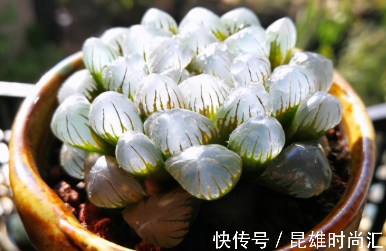 养多肉不知道如何浇水?老花匠在此分享妙招,告诉你其实并不难