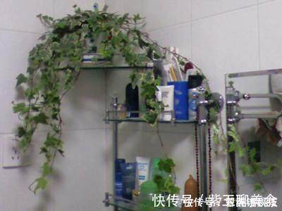 种花|这6种花超耐阴，放在卫生间养，不仅能消除异味还能净化空气！