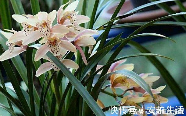 媳妇盆栽3年的兰花，爆盆的速度太疯狂，阳台上都放不下了