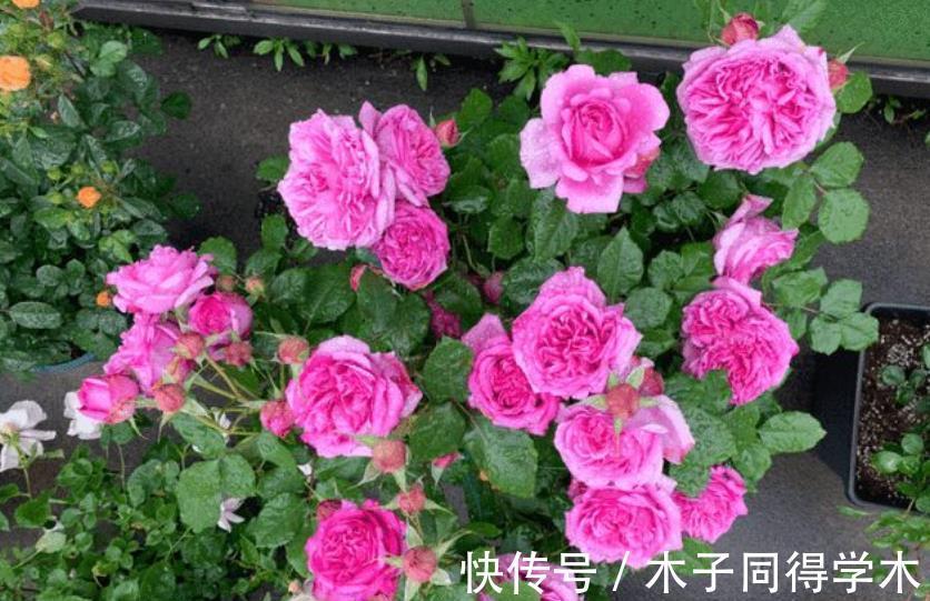 病虫害|每年7、8月份,老花匠都不喜欢月季花,越养越生气,原因有4点