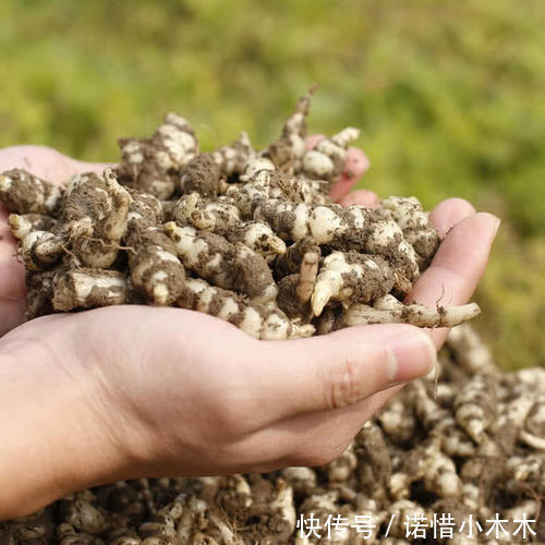 泡菜|长得像螺丝,地下才能挖到,可直接吃也可当咸菜,一斤卖20元