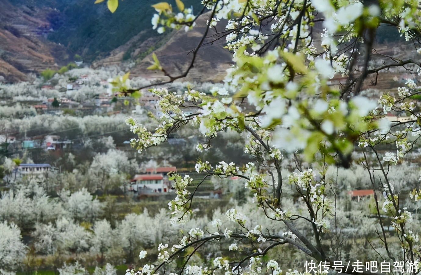 金川梨花，你千万别错过的川西万亩梨林