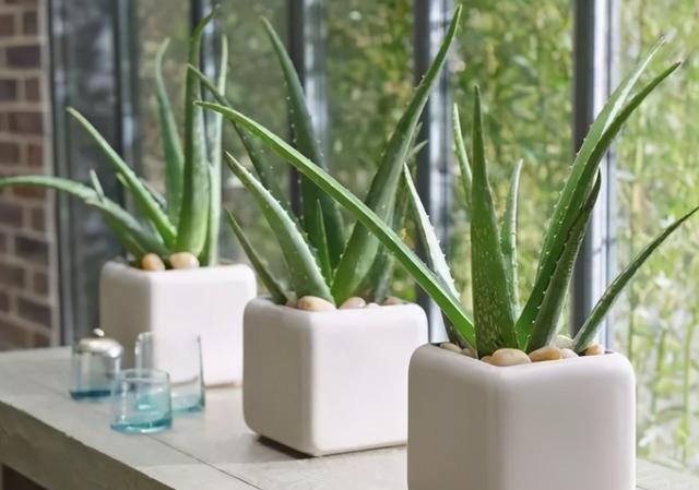 新手买花要“会选”,这些花随便养,全年不招虫,不用打药防虫