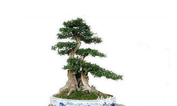 对节白蜡盆景养护做好此几点，枝繁叶绿