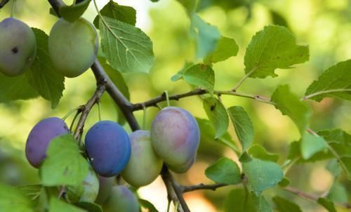 肝脏|脂肪肝的“克星”来了,连吃一个月,赶走脂肪,肝无忧!