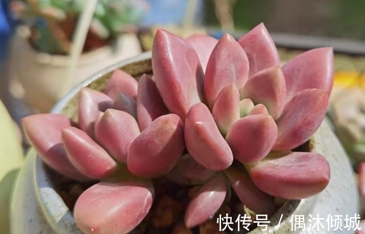 唐印|11月份买什么多肉好?当然要买这7款容易上色的多肉,服盆就变美