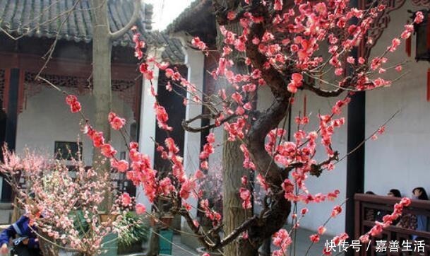 小小院子种棵“它”,一到冬天就开花,成小区里一道亮丽的风景!