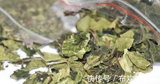 罂粟|这种植物是醒脑圣药，但却也是“新型罂粟”，很多人竟然当蔬菜吃