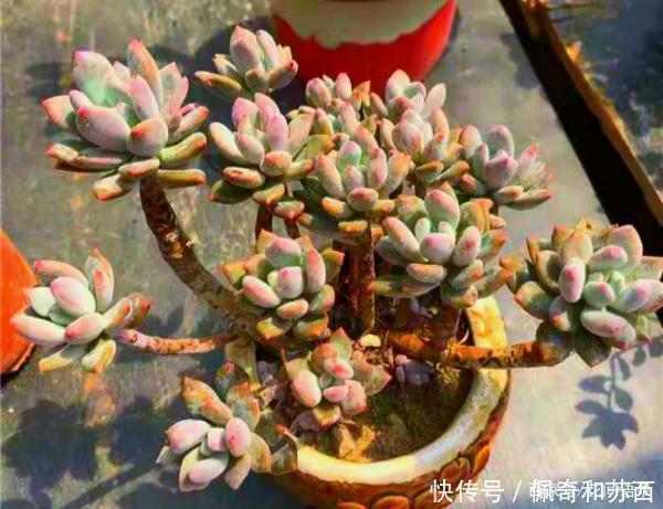 普货|12种值得珍藏的多肉,越老越美丽,养成老桩才值钱