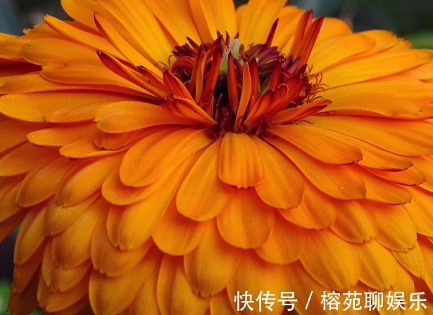 懒人|懒人都养不死的几朵花，娇憨可爱，好看好养活，次次开花爆盆