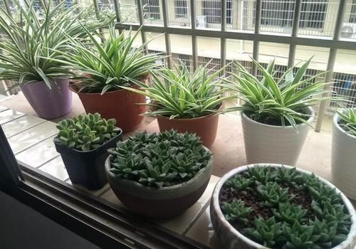 不太会养花，想养吊兰，家里没有肥料，可以不施肥吗？