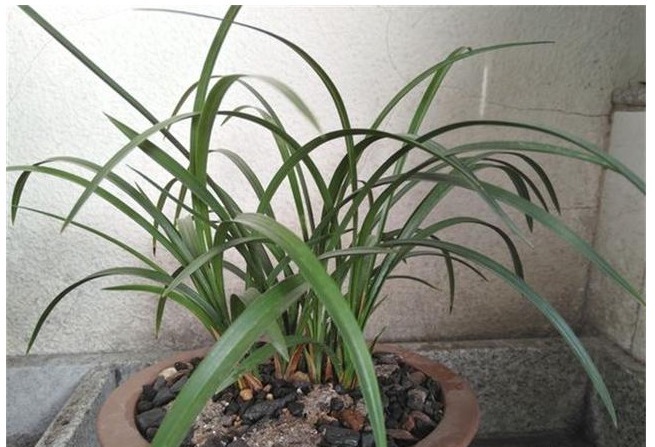 很多人说兰花难养，其实主要还是花友们不懂得一些”诊断“的方法