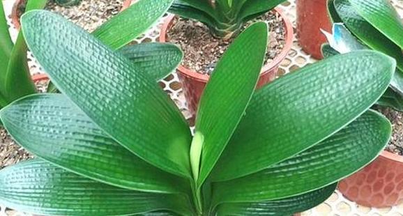 打理好君子兰关键在它们,盆栽做到位,叶片油绿有光泽、易爆盆