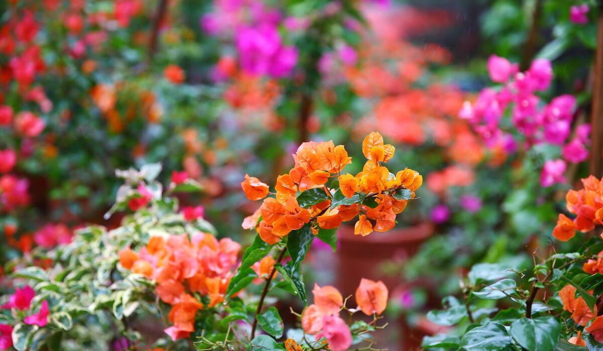 让三角梅开“秋花”,牢记这个“方法”花芽长得快,迅速花爆盆