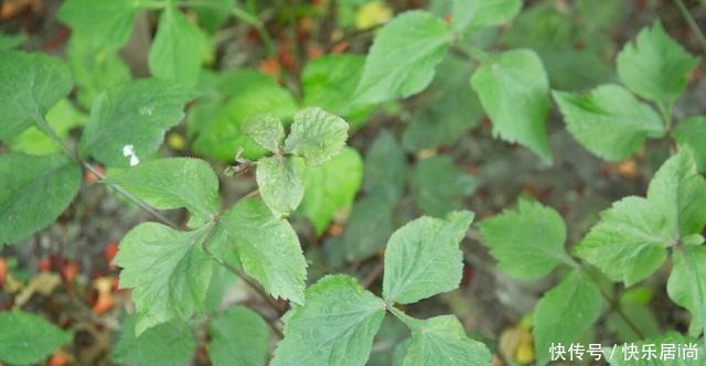 春天的农村里有这40种山珍野菜图片，让你轻松辨别山珍野菜