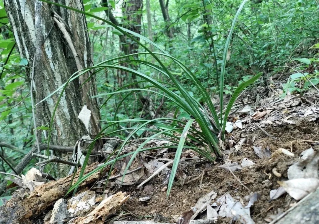 兰花|比松树皮更好的兰花植料，生根快、发芽壮，更适合兰菌滋生