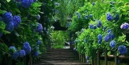 月季园|7个绝美花园,个个美炸了天,等有钱了我也要建一个