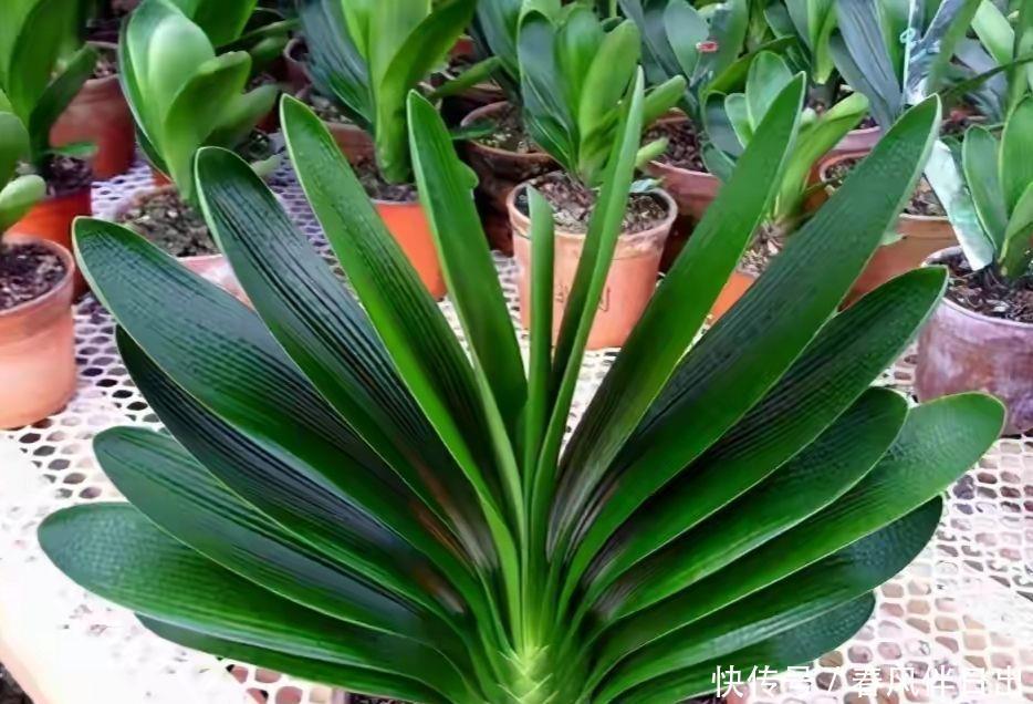 休眠|5种漂亮花,夏天“便宜”也别买,高温养不活,白花钱了