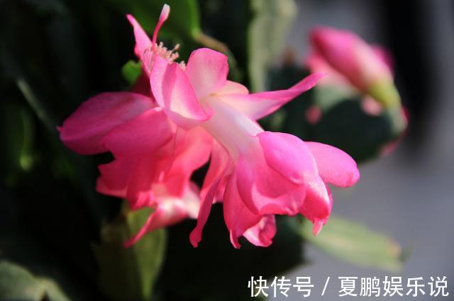 养花就养此3种，好养易活寓意好，家里养一盆，福运临门美极了