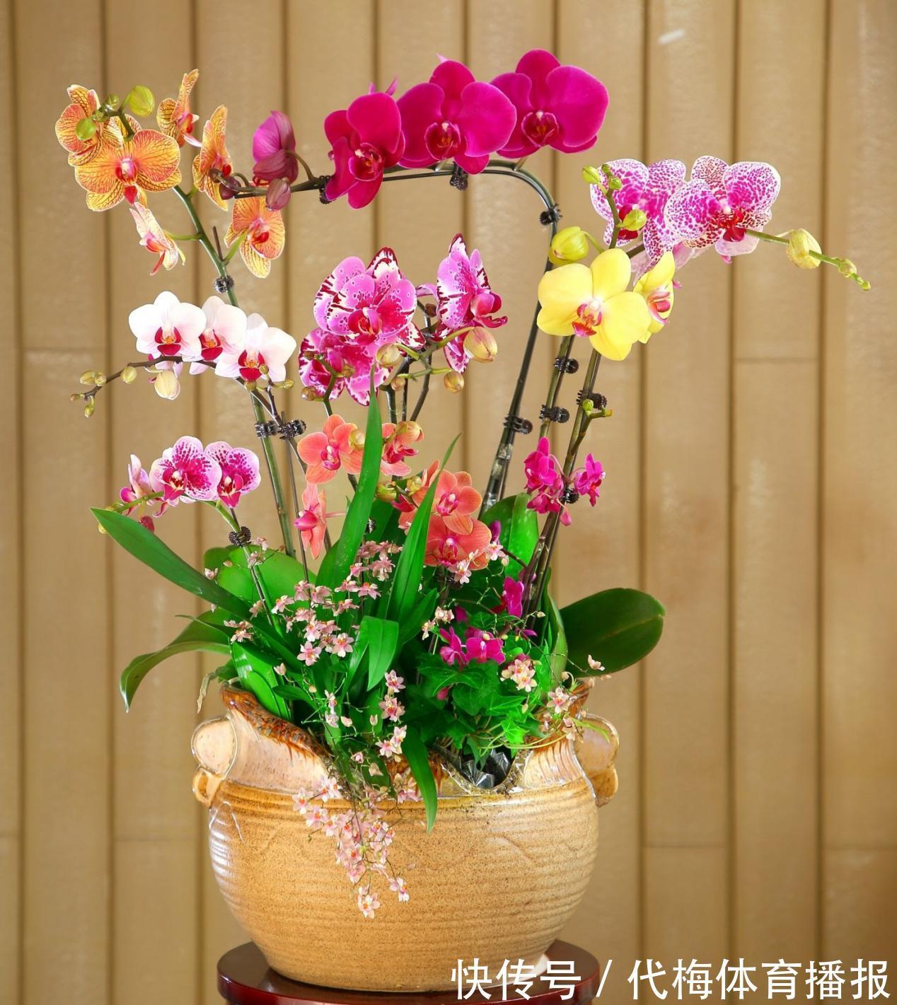 蝴蝶兰被扔路边,捡回去能养活吗?按这4点操作,开花长叶子易