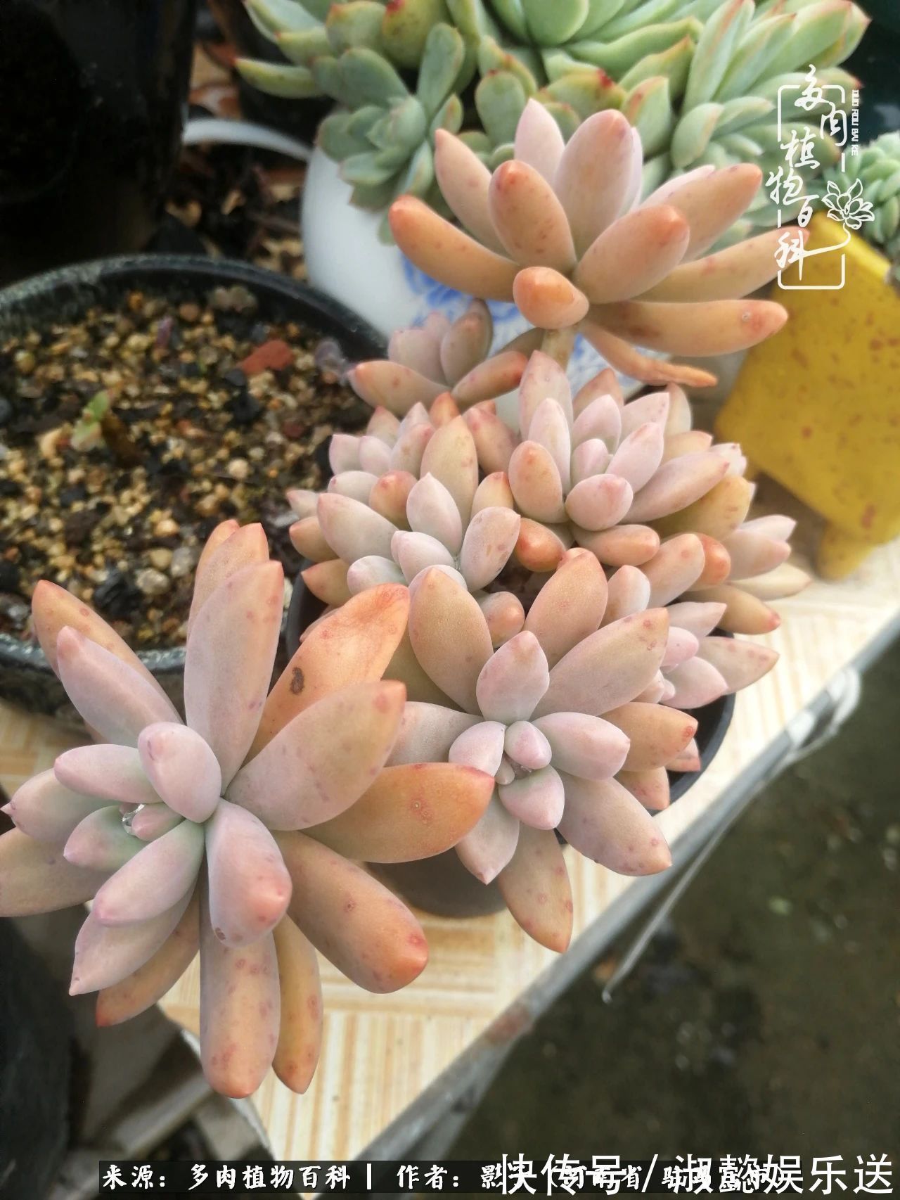 漂亮|被风雨洗礼的多肉越来越漂亮了,忍不住又往坑里跳!