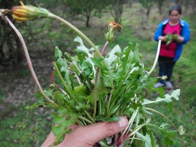 爽口|11种常见野菜，比青菜还爽口，随便挖一把，解腻又养人