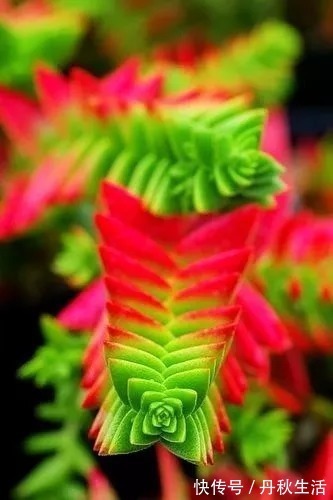 千年难见的稀世奇花开花了，真的太美了！